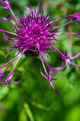 purple flower, knapweed