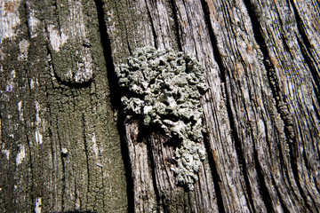 Foliose Lichen, a composite organism that arises from algae or cyanobacteria living among filaments of multiple fungi in a mutualistic relationship, shallow depth of field