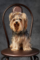 Yorkshire Terrier breed dog