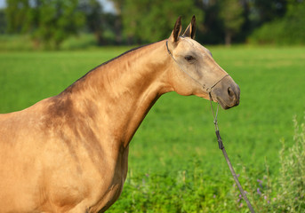 Portrait of buckskin Akhal Teke stallion posing in show chain halter in the field. Horizontal, side view, close up.