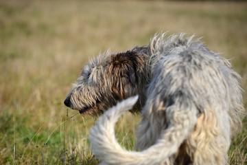 Grey Irish Wolfhound dog standing in the field. Shot from behind.