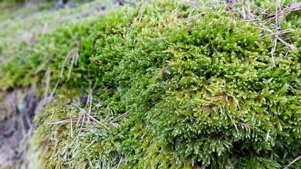 Moss in macro view