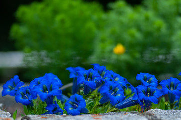 blue flower, stemless gentian