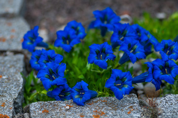 blue flower, stemless gentian