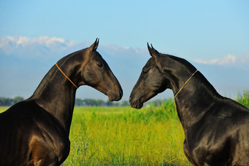 Two black akhal teke horses facing each other in the green field in summer. Horizontal, portrait,...