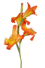 gladiolus flower isolated