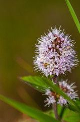 white flower, wildflower mint