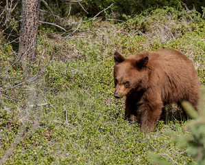 Bear cub  © Christine