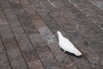 White dove on the paved street