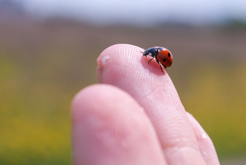 Ladybug on the fingertip