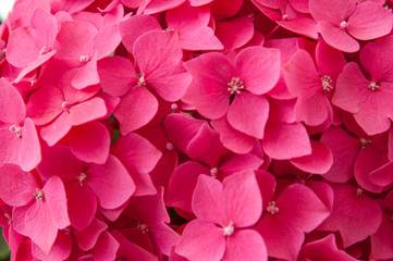 pink flower, mountain hydrangea