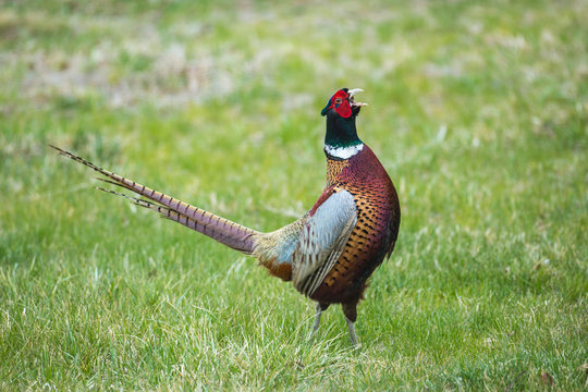 Ringneck pheasant