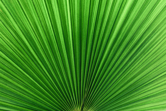 texture of green exotic (Livistona Rotundifolia)   palm leaves, background image