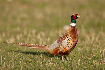 Ringneck pheasant