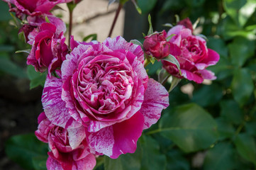 pink, white flower, rose