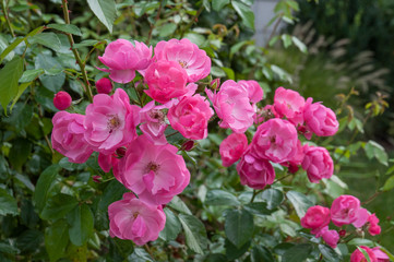 pink, white flower, rose