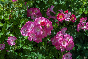 pink, white flower, rose