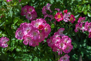 pink, white flower, rose