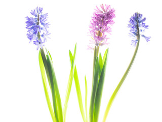 Fototapeta na wymiar hyacinth