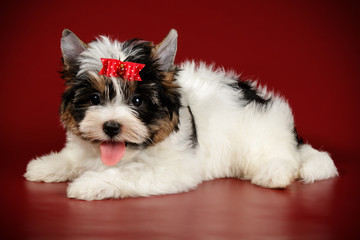 Biewer Yorkshire Terrier on colored backgrounds