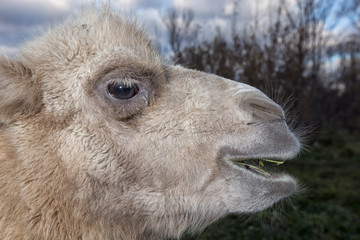 Fototapeta premium Portrait of a camel