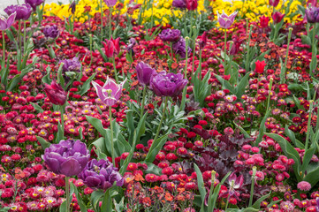 red, purple, yellow flower field, tulip