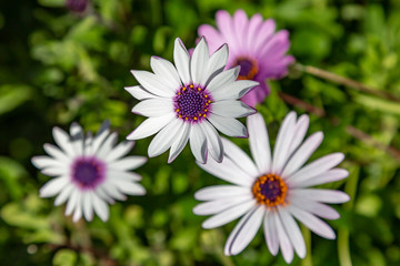 Obraz premium Looking down on pretty osteospermum flowers, with a shallow depth of field