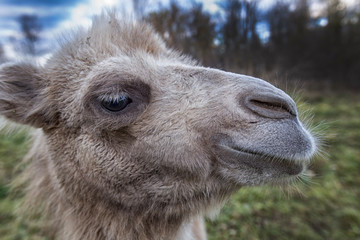 Portrait of a camel