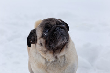 Cute chinese pug puppy on a background of white snow. Dutch mastiff or mops. Pet animals.