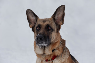 Cute german shepherd with black mask is looking at the camera. Pet animals.