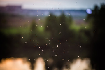 Flying midges on the background of the river in the evening
