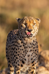 Cheetah portrait (Acinonyx jubatus), Masai Mara Reserve, Kenya