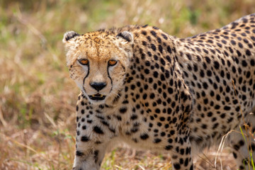 Cheetah portrait (Acinonyx jubatus), Masai Mara Reserve, Kenya