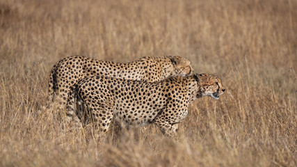 Cheetah portrait (Acinonyx jubatus), Masai Mara Reserve, Kenya