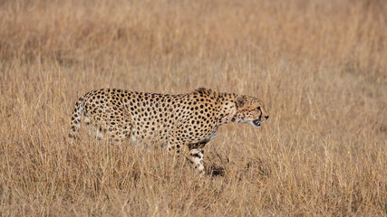 Cheetah portrait (Acinonyx jubatus), Masai Mara Reserve, Kenya