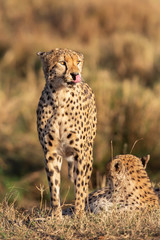 Cheetah portrait (Acinonyx jubatus), Masai Mara Reserve, Kenya