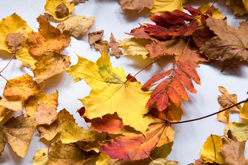 bright autumn  leaves