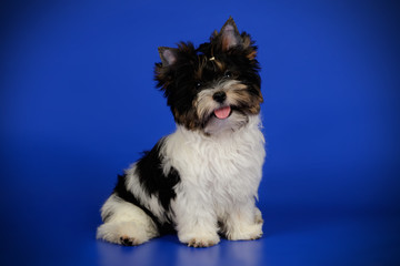 Biewer Yorkshire Terrier on colored backgrounds