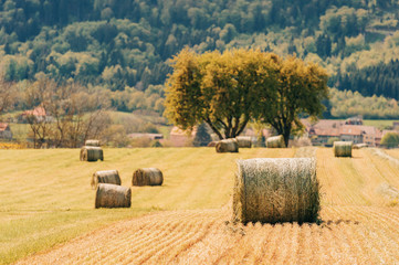 Summer farm scenery with haystacks in the field. Agriculture concept