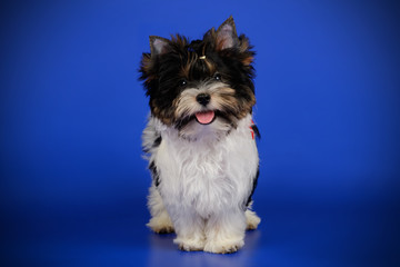 Biewer Yorkshire Terrier on colored backgrounds