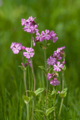 pink flower, viola adorata