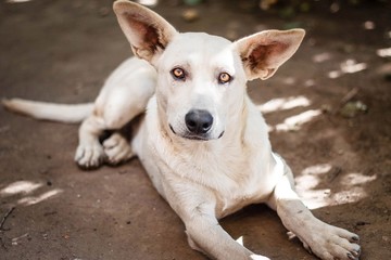 a beautiful cream dog with big ears and golden eyes is lying and looking at people affectionately