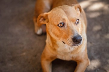 brown dog with short hair looks to the side in disbelief and fear
