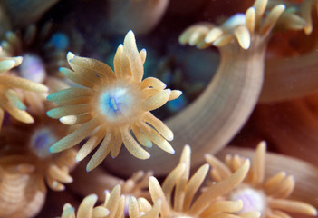 Up close shot of coral polyps