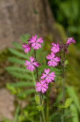pink flower, viola adorata