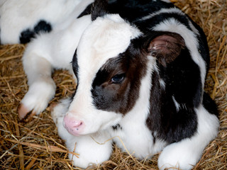 very sweet little calf, born 5 days ago, black and white, in the barn with hay, seen in the foreground
