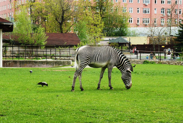 Zebra on the grass.