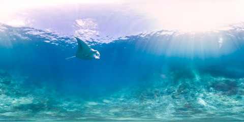 Manta ray in blue open ocean - obrazy, fototapety, plakaty