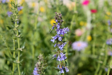 Blue hyssop or Hyssopus officinalis. Flowering plant in garden