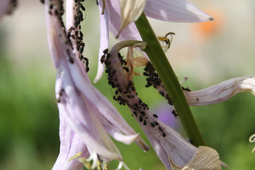 Colony of black bean aphid (Aphis fabae) on flowers of plantain lily (Hosta sp.)